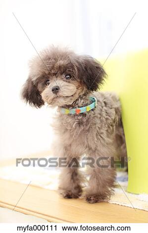 Toy poodle View Large Photo Image Stock Image - Toy poodle. Fotosearch