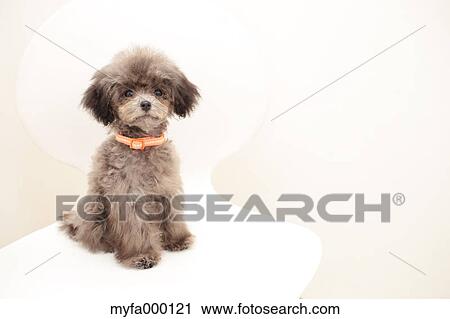 Toy poodle View Large Photo Image Stock Image - Toy poodle. Fotosearch