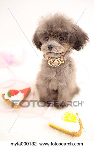 Toy poodle View Large Photo Image Stock Image - Toy poodle. Fotosearch