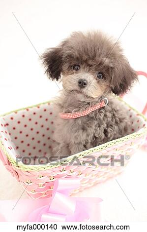 Stock Image - Toy poodle. Fotosearch