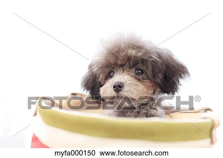 Stock Image - Toy poodle. Fotosearch