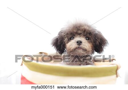 Toy poodle View Large Photo Image Stock Image - Toy poodle. Fotosearch