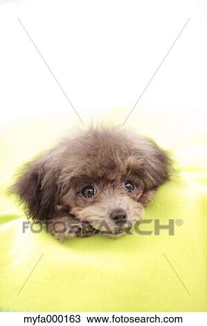 Toy poodle View Large Photo Image Stock Image - Toy poodle. Fotosearch