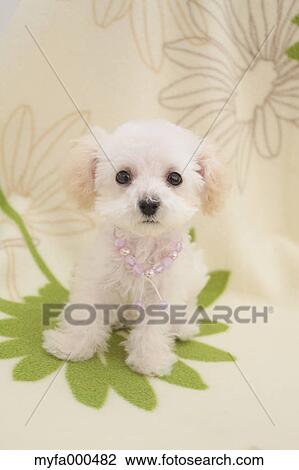 Toy poodle View Large Photo Image Stock Image - Toy poodle. Fotosearch