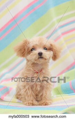 Toy poodle View Large Photo Image Stock Image - Toy poodle. Fotosearch