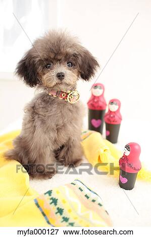 Toy poodle View Large Photo Image Stock Photo - Toy poodle. Fotosearch