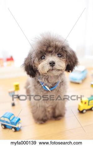 Toy poodle View Large Photo Image Stock Photo - Toy poodle. Fotosearch