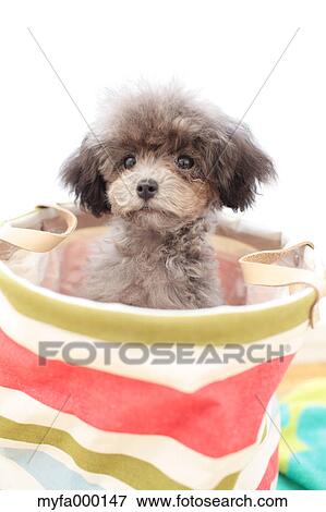 Toy poodle View Large Photo Image Stock Photo - Toy poodle. Fotosearch