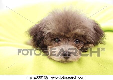 Stock Photo - Toy poodle. Fotosearch