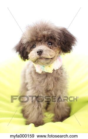 Toy poodle View Large Photo Image Stock Photo - Toy poodle. Fotosearch