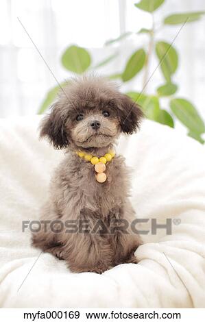 Toy poodle View Large Photo Image Stock Photo - Toy poodle. Fotosearch