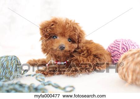 Toy poodle View Large Photo Image Stock Photo - Toy poodle. Fotosearch
