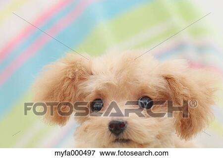 Toy poodle View Large Photo Image Stock Photo - Toy poodle. Fotosearch