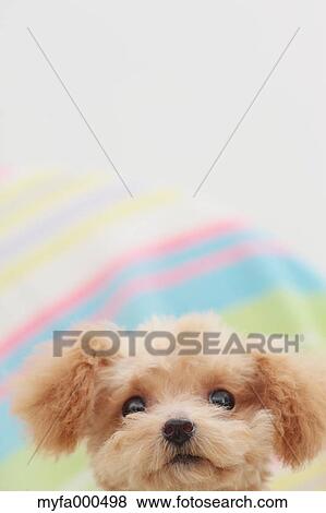 Toy poodle View Large Photo Image Stock Photo - Toy poodle. Fotosearch