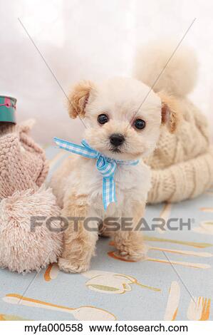 Toy poodle View Large Photo Image Stock Photo - Toy poodle. Fotosearch