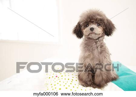 Toy poodle View Large Photo Image Stock Photograph - Toy poodle. Fotosearch