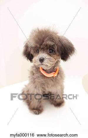 Toy poodle View Large Photo Image Stock Photograph - Toy poodle. Fotosearch