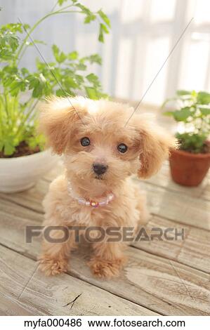 Toy poodle View Large Photo Image Stock Photograph - Toy poodle. Fotosearch