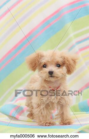 Toy poodle View Large Photo Image Stock Photograph - Toy poodle. Fotosearch
