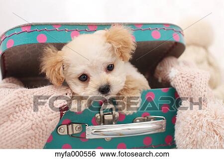 Toy poodle View Large Photo Image Stock Photograph - Toy poodle. Fotosearch