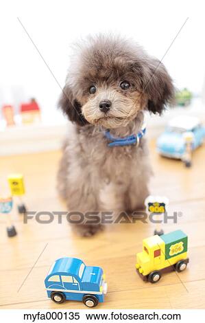 Toy poodle View Large Photo Image Stock Photography - Toy poodle. Fotosearch