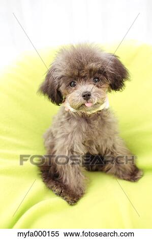 Toy poodle View Large Photo Image Stock Photography - Toy poodle. Fotosearch