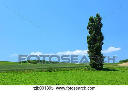 Tree and sky with clouds, Hokkaido View Large Photo Image Stock Photography - Tree and sky with clouds, Hokkaido. Fotosearch