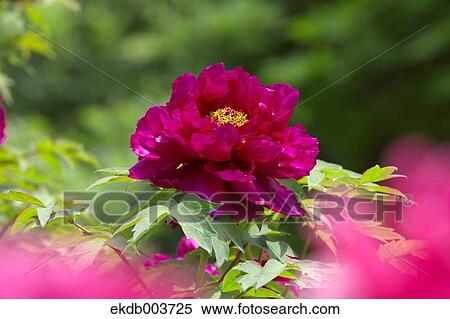 Stock Photography - Tree Peony flower. Fotosearch