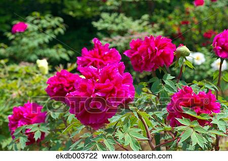 Stock Image - Tree Peony flowers. Fotosearch