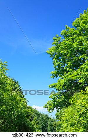 Trees and sky, Hokkaido View Large Photo Image Stock Image - Trees and sky, Hokkaido. Fotosearch