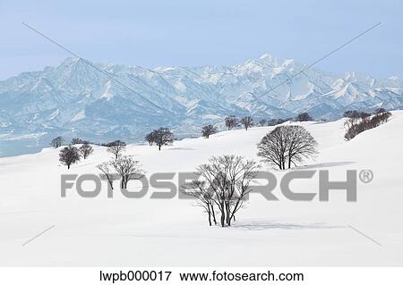 Trees in the snow and Myoko mountain range, Niigata Prefecture View Large Photo Image Stock Photo - Trees in the snow and Myoko mountain range, Niigata Prefecture. Fotosearch