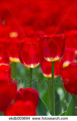 Tulip flowers View Large Photo Image Picture - Tulip flowers. Fotosearch