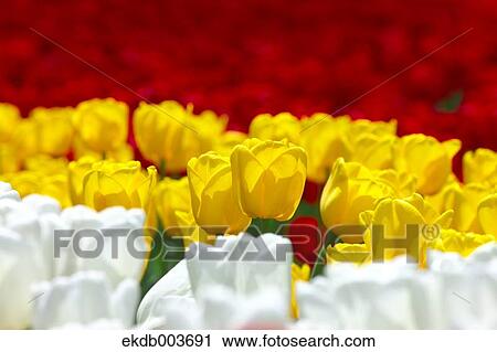 Tulip flowers View Large Photo Image Stock Image - Tulip flowers. Fotosearch