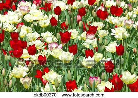 Tulip flowers View Large Photo Image Stock Image - Tulip flowers. Fotosearch