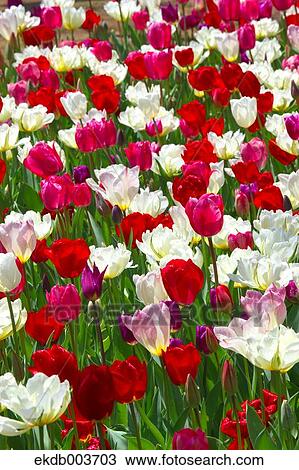 Tulip flowers View Large Photo Image Stock Image - Tulip flowers. Fotosearch