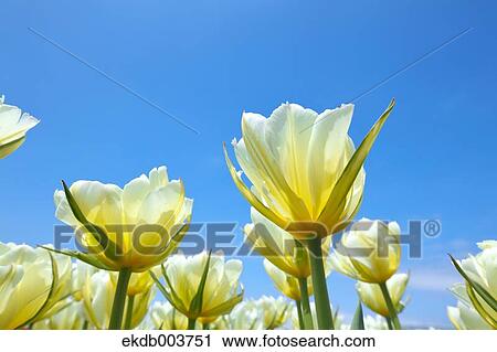 Tulip flowers View Large Photo Image Stock Image - Tulip flowers. Fotosearch