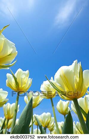 Stock Image - Tulip flowers. Fotosearch