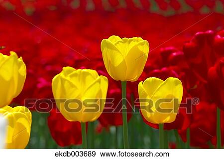 Tulip flowers View Large Photo Image Stock Photo - Tulip flowers. Fotosearch