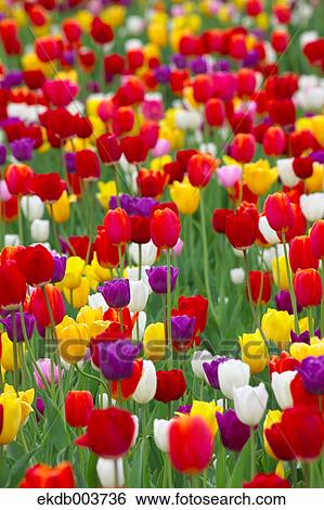 Tulip flowers View Large Photo Image Stock Photograph - Tulip flowers. Fotosearch