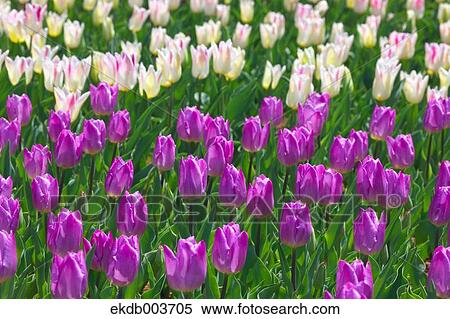 Tulip flowers View Large Photo Image Stock Photography - Tulip flowers. Fotosearch