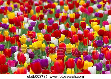 Tulip flowers View Large Photo Image Stock Photography - Tulip flowers. Fotosearch