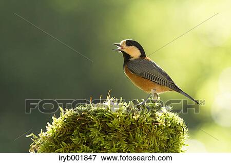 Varied Tit View Large Photo Image Stock Photo - Varied Tit. Fotosearch