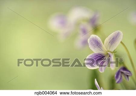 Violet flowers View Large Photo Image Picture - Violet flowers. Fotosearch