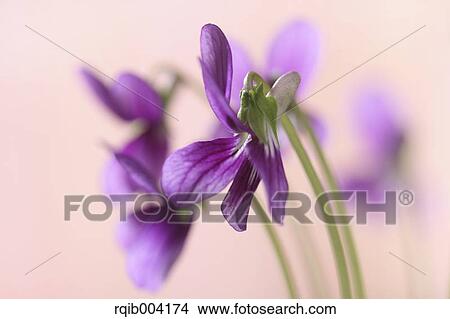Picture - Violet flowers. Fotosearch