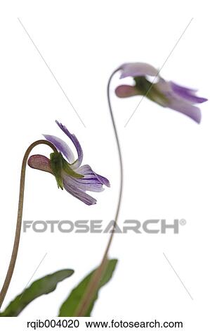 Violet flowers View Large Photo Image Stock Image - Violet flowers. Fotosearch