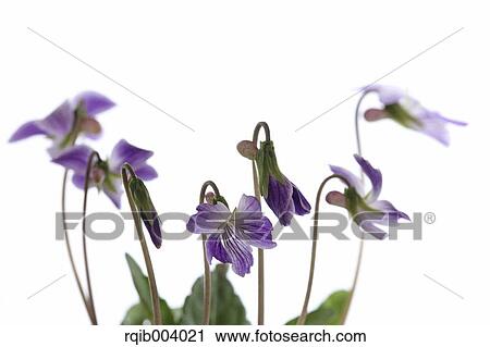 Stock Image - Violet flowers. Fotosearch