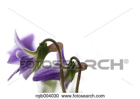Violet flowers View Large Photo Image Stock Image - Violet flowers. Fotosearch