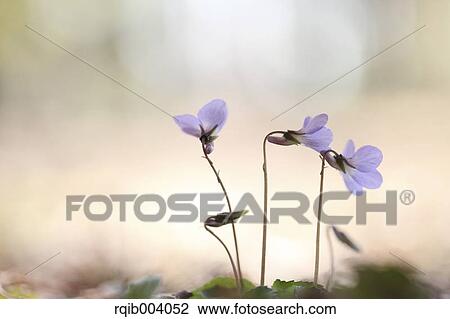 Violet flowers View Large Photo Image Stock Image - Violet flowers. Fotosearch