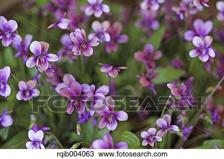 Stock Image - Violet flowers. Fotosearch