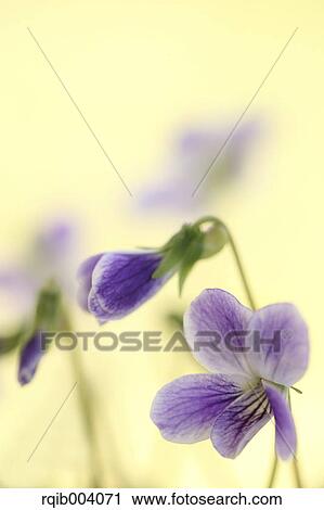 Stock Image - Violet flowers. Fotosearch